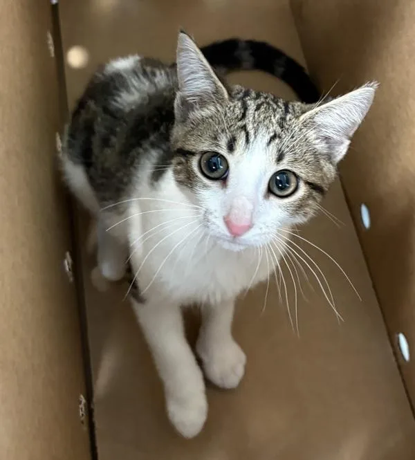 A baby small-sized female Domestic Short Hair cat named Nf for adoption in Lawrenceville, GA