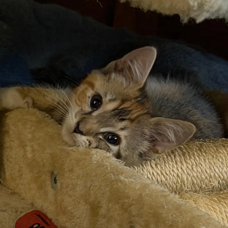 A baby small-sized female Domestic Short Hair cat named Rosemary for adoption in Springfield, MA