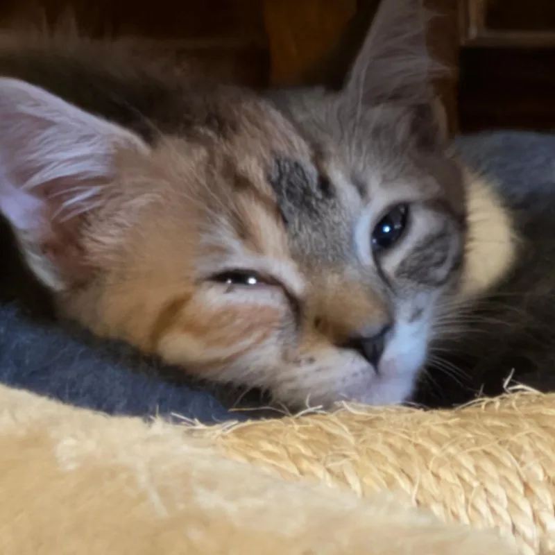 Rosemary thumbnail 2