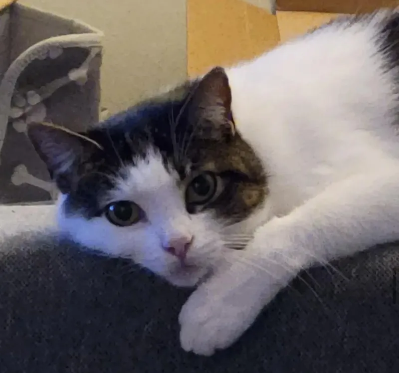 An adult medium-sized female White Domestic Short Hair cat named Leia And Chewie for adoption in Sherman Oaks, CA