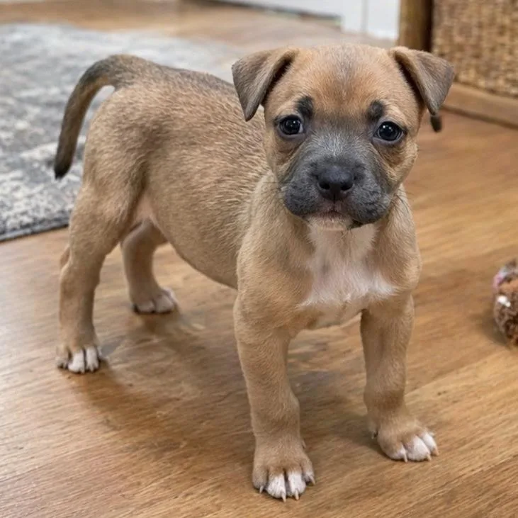 A baby medium-sized female Brown / Chocolate Rat Terrier dog named Bridget for adoption in Baton Rouge, LA