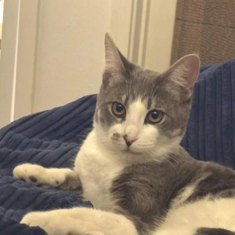 Fernando Colunga thumbnail 2