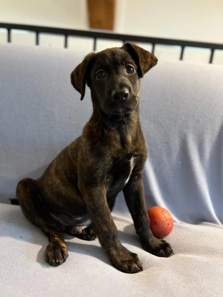 A baby small-sized male Labrador Retriever dog named Jameson for adoption in Hudson, NY