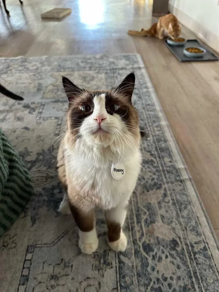 A senior large-sized male Brown / Chocolate Domestic Long Hair cat named Peasey for adoption in tucson, AZ