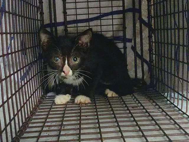 A baby small-sized female Domestic Short Hair cat named Kesha for adoption in Fort Lauderdale, FL