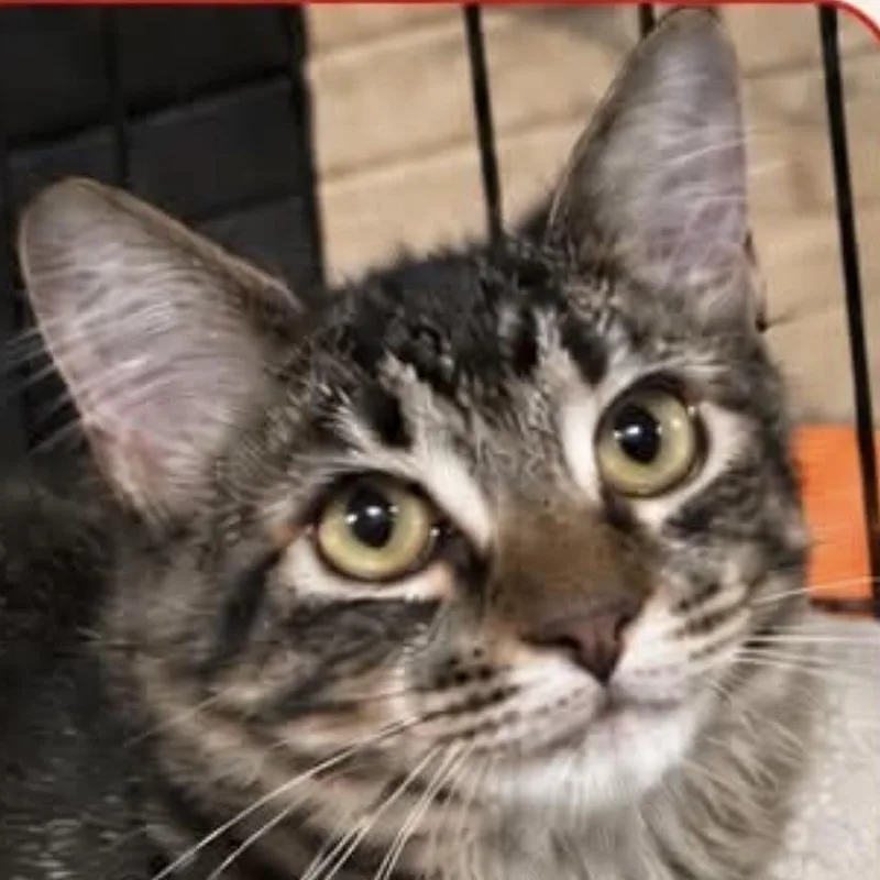 Tigger