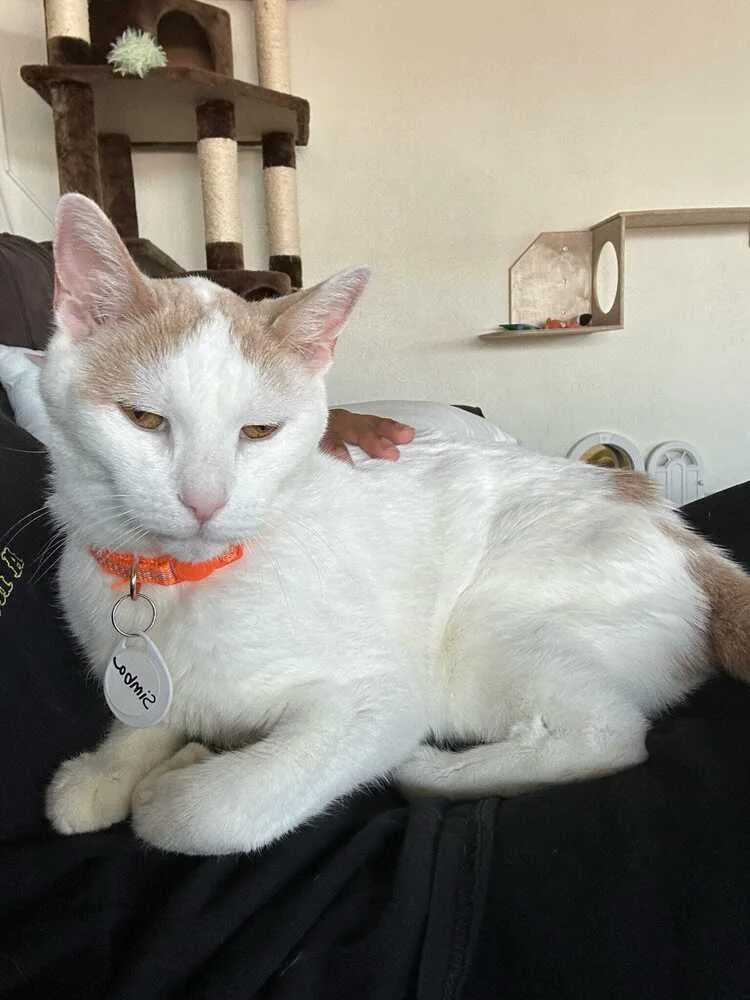 A senior medium-sized male Orange & White Domestic Short Hair cat named Simba for adoption in tucson, AZ