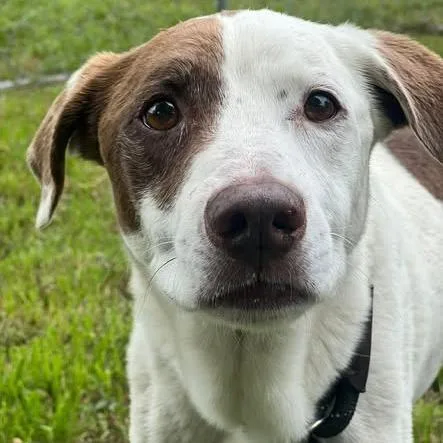 A senior medium-sized male White / Cream Australian Shepherd dog named Manu for adoption in Weatherford, TX