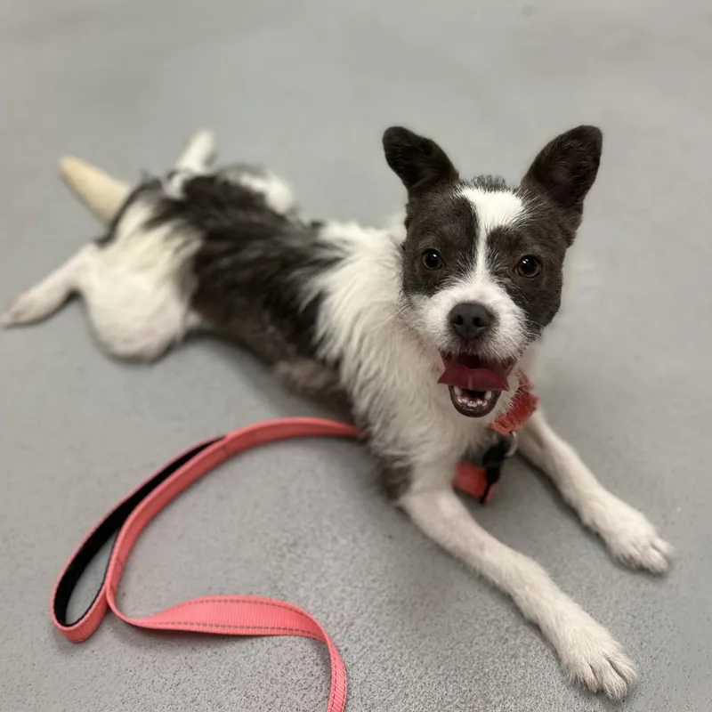 An adult small-sized female Gray / Blue / Silver Terrier dog named Smeagol for adoption in Charlottesville, VA