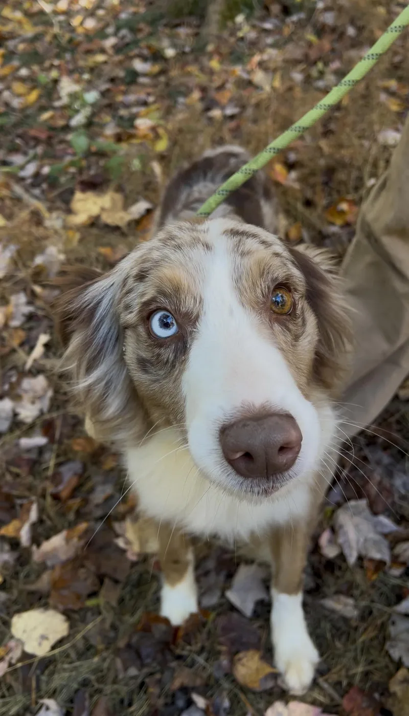 An adult medium-sized female Merle (Red) Australian Shepherd dog named Ember for adoption in Millerstown, PA