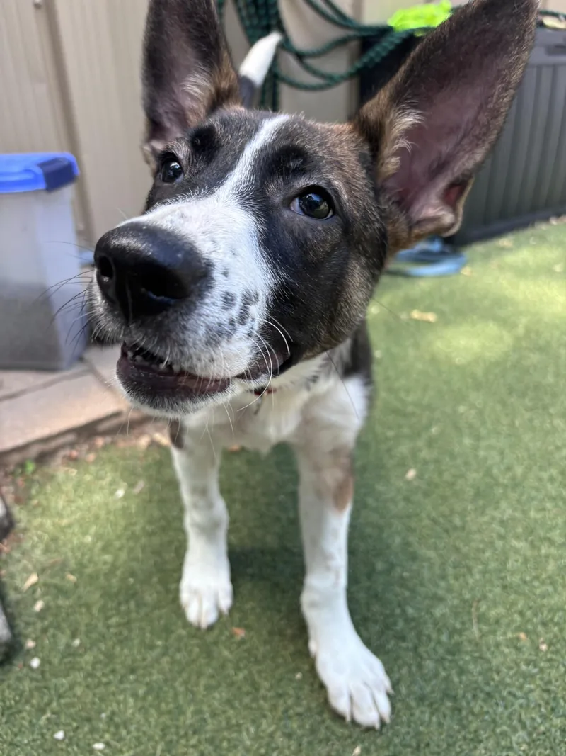 A baby medium-sized female Mixed Breed dog named Aj for adoption in Pembroke, MA