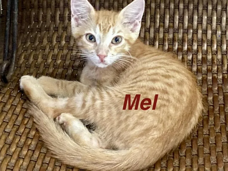 A baby small-sized male Tabby (Orange / Red) Tabby cat named Mel for adoption in Fern Park, FL