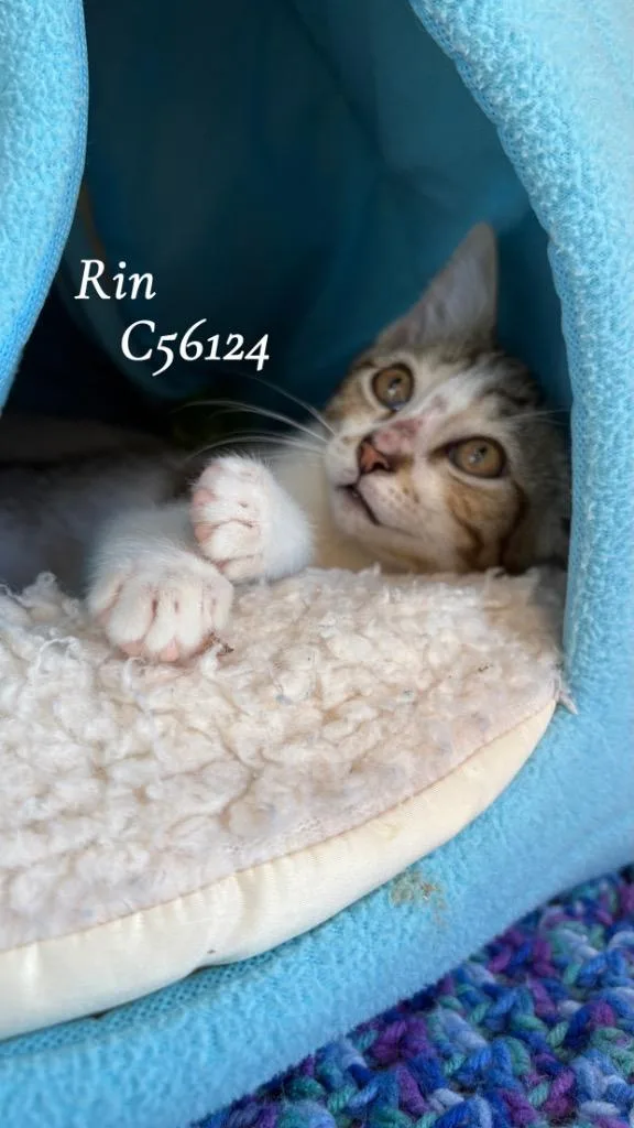 A baby small-sized female Domestic Short Hair cat named Rin for adoption in Clarksville, TN