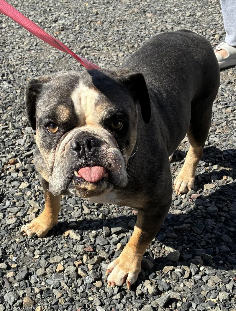 An adult large-sized female English Bulldog dog named Gertrude for adoption in Havertown, PA