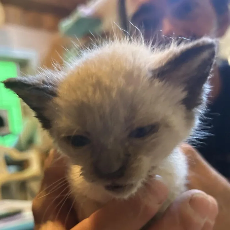 A baby small-sized female Buff / Tan / Fawn Siamese cat named Ping for adoption in Veneta, OR