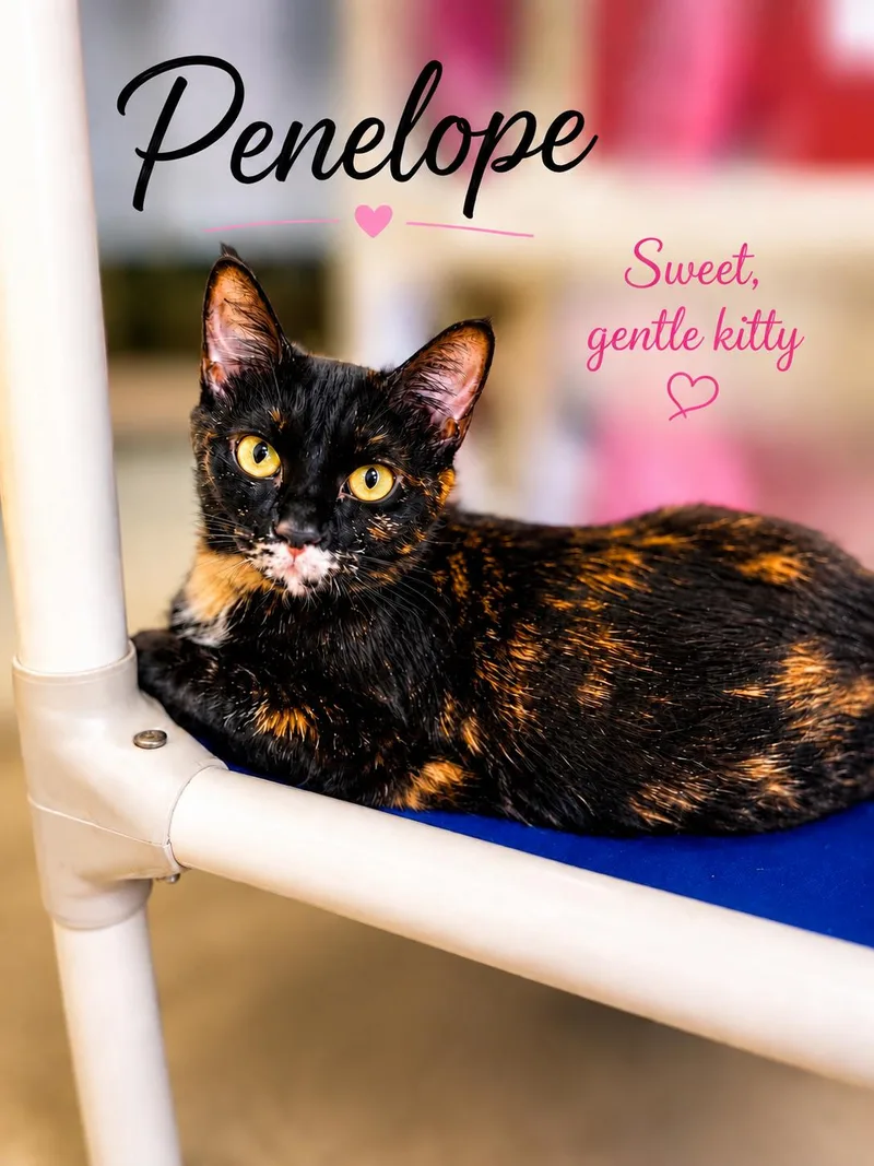 A young medium-sized female Tortoiseshell cat named PenelopeWillow Grove for adoption in Greenville, DE