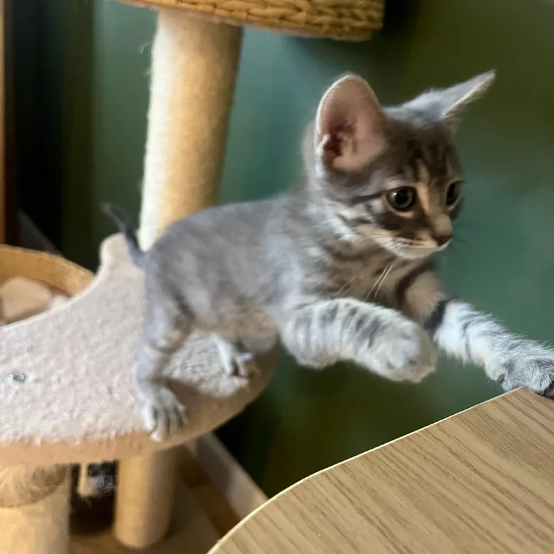 A baby small-sized male Gray / Blue / Silver Domestic Medium Hair cat named Little Foot for adoption in Commerce City, CO