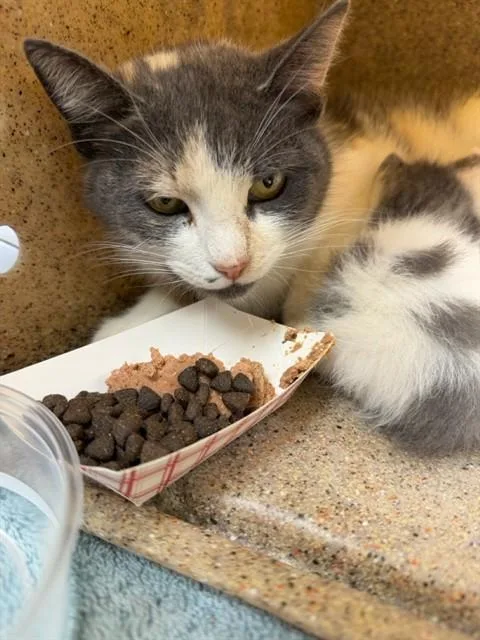 A young medium-sized female Domestic Short Hair cat named Jellybean for adoption in Riverside, CA