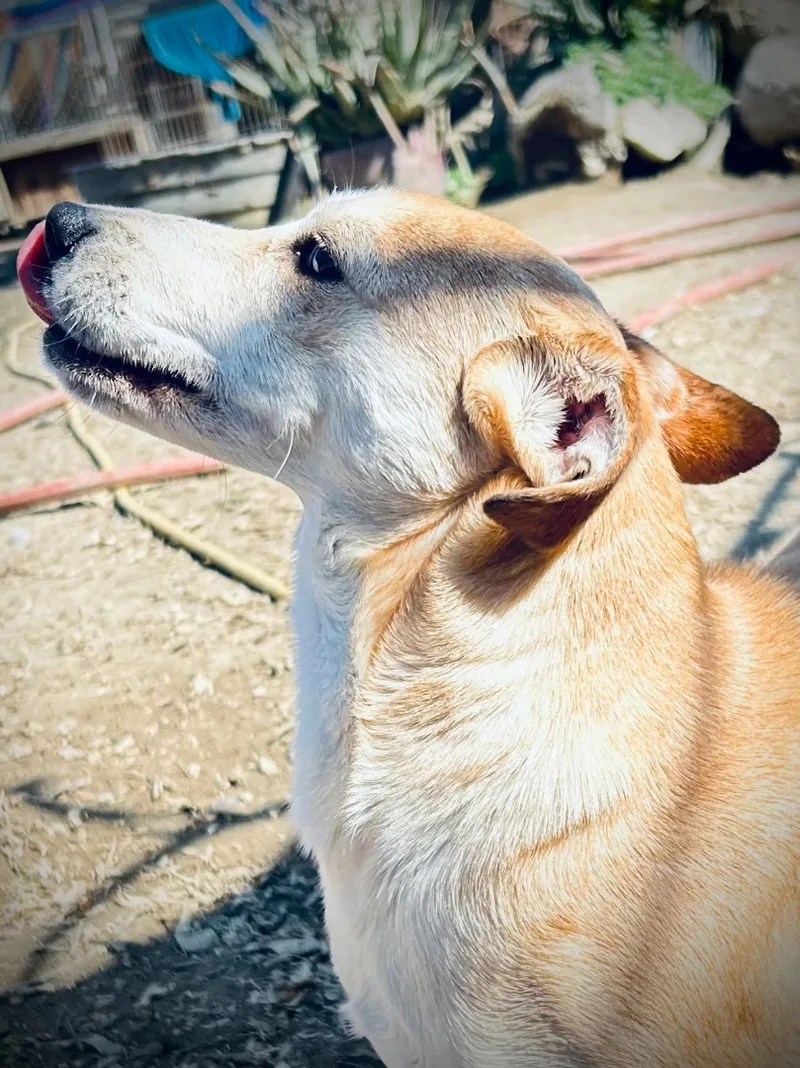 Carmella thumbnail 3