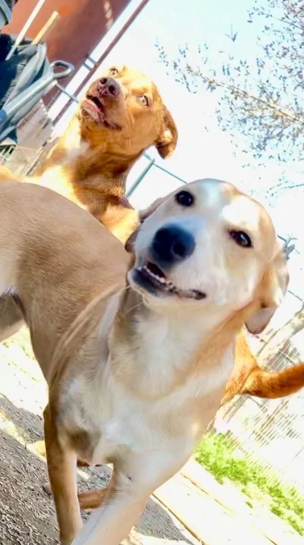 Carmella thumbnail 4