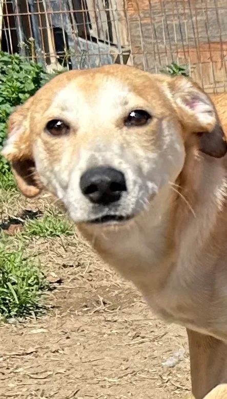 Carmella thumbnail 5