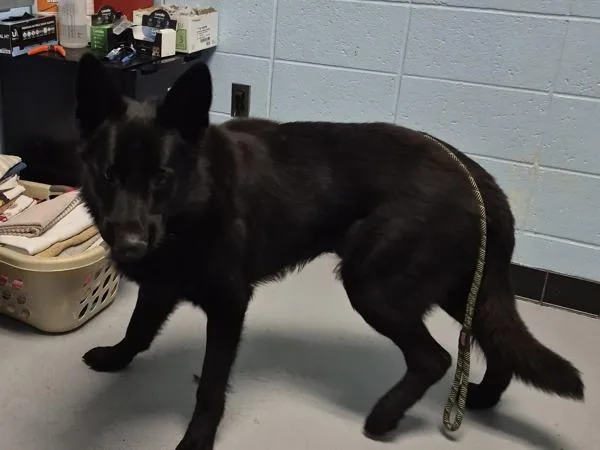 An adult large-sized male Belgian Shepherd / Malinois dog named Pen for adoption in Lawrenceville, GA