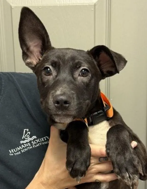 A young small-sized female Terrier dog named Crystal for adoption in Littleton, CO