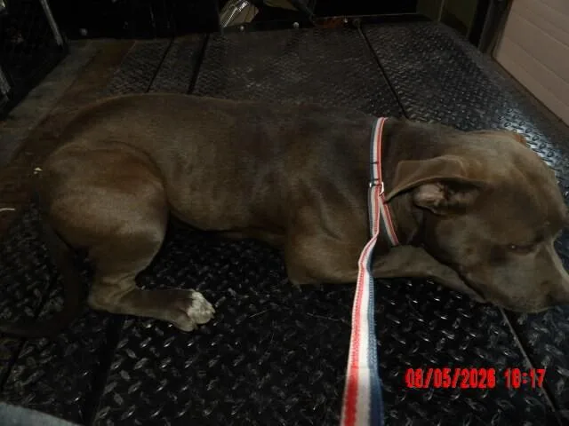 An adult medium-sized female Gray / Blue / Silver Pit Bull Terrier dog named Sasha for adoption in Hobbs, NM