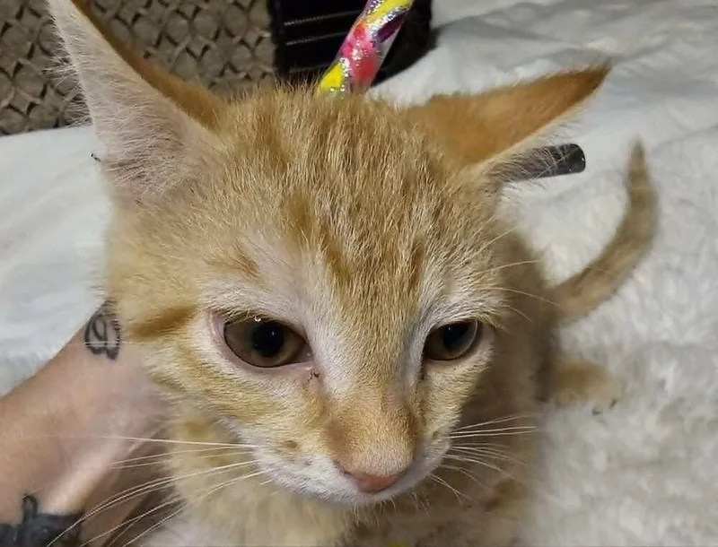 A baby small-sized male Tabby (Orange / Red) Domestic Short Hair cat named Simba for adoption in Anoka, MN