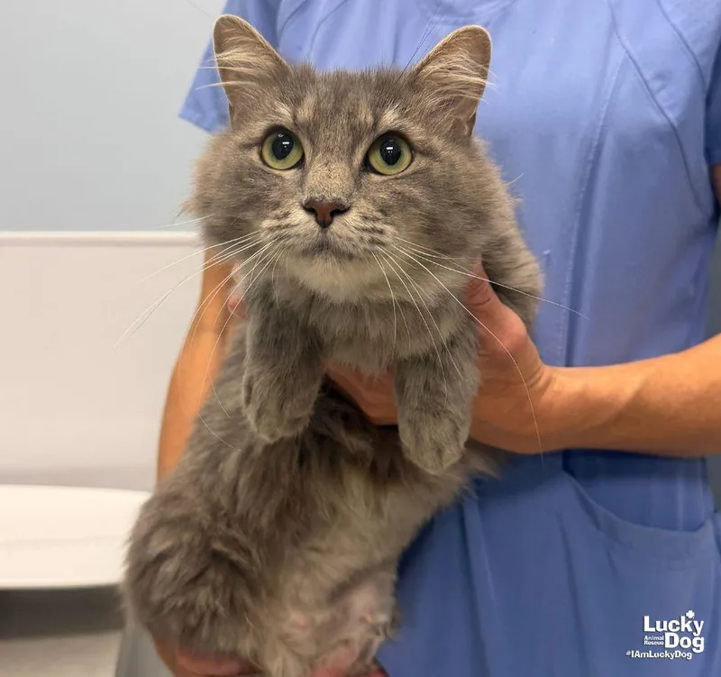 An adult medium-sized female Gray / Blue / Silver Domestic Short Hair cat named Amelia Grace for adoption in Washington, DC
