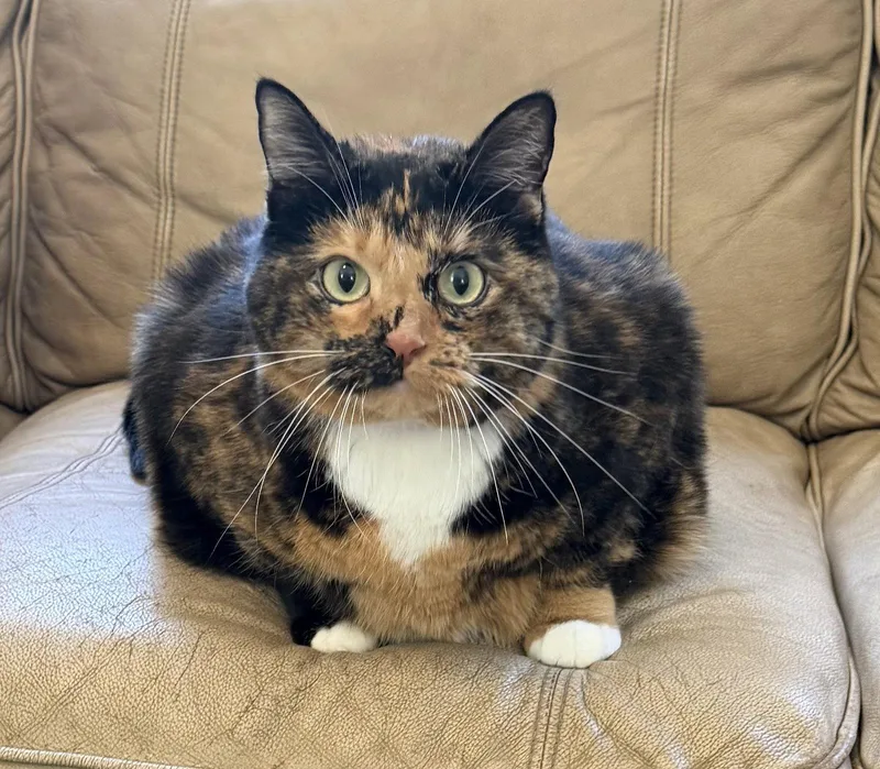 An adult large-sized female Domestic Short Hair cat named Monkey Monk for adoption in Elkins, WV