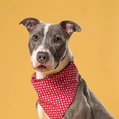 An adult large-sized male Pit Bull Terrier dog named Kent for adoption in Atlanta, GA