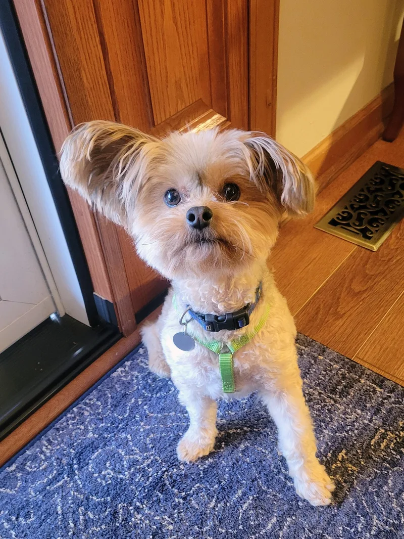 An adult small-sized female Yellow / Tan / Blond / Fawn Yorkshire Terrier dog named Galeanda for adoption in Greensboro, NC