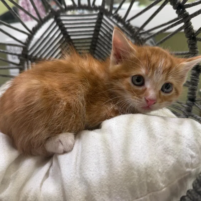 A baby small-sized male Orange / Red Domestic Medium Hair cat named Oliver for adoption in Flower Mound, TX