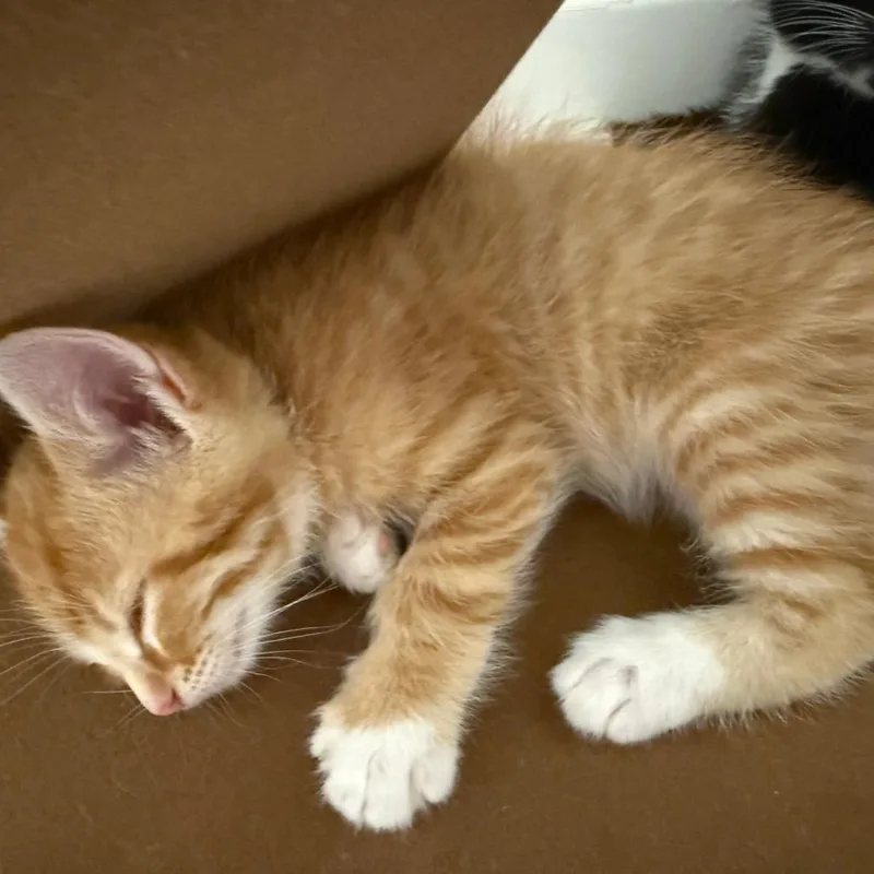 Oliver thumbnail 3