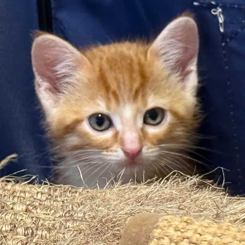 Oliver thumbnail 4