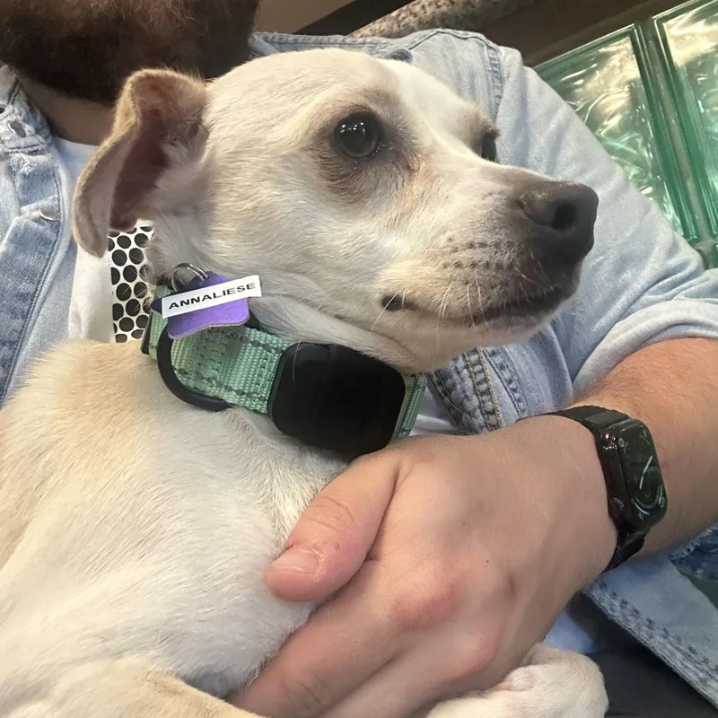 A young small-sized female White / Cream Mixed Breed dog named Annaliese for adoption in San Francisco, CA