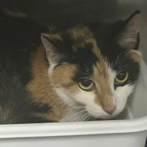 An adult medium-sized female Calico Domestic Short Hair cat named Harriet for adoption in Washington, DC