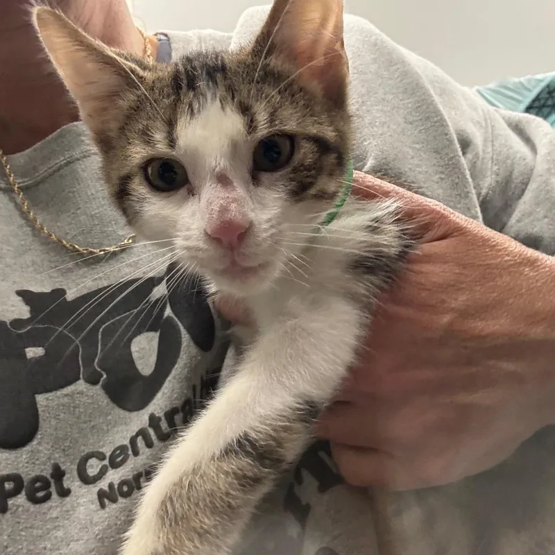 A baby small-sized male Brown / Chocolate Domestic Short Hair cat named Milo for adoption in Normal, IL
