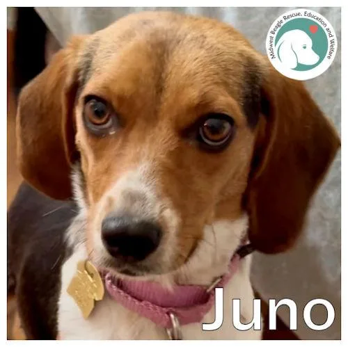 A young small-sized female Tricolor (Brown, Black, & White) Beagle dog named Juno for adoption in Wadsworth, IL