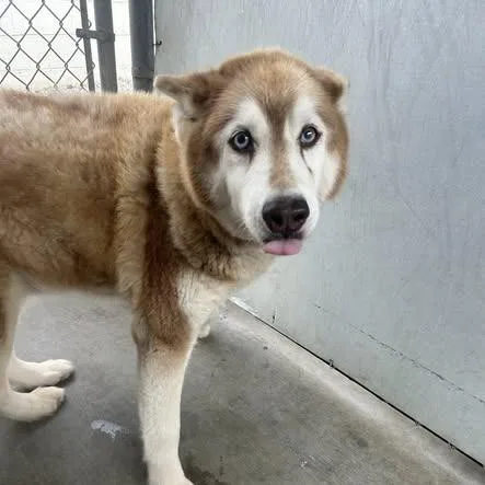 A senior small-sized female Husky dog named Jessie for adoption in Los Banos, CA