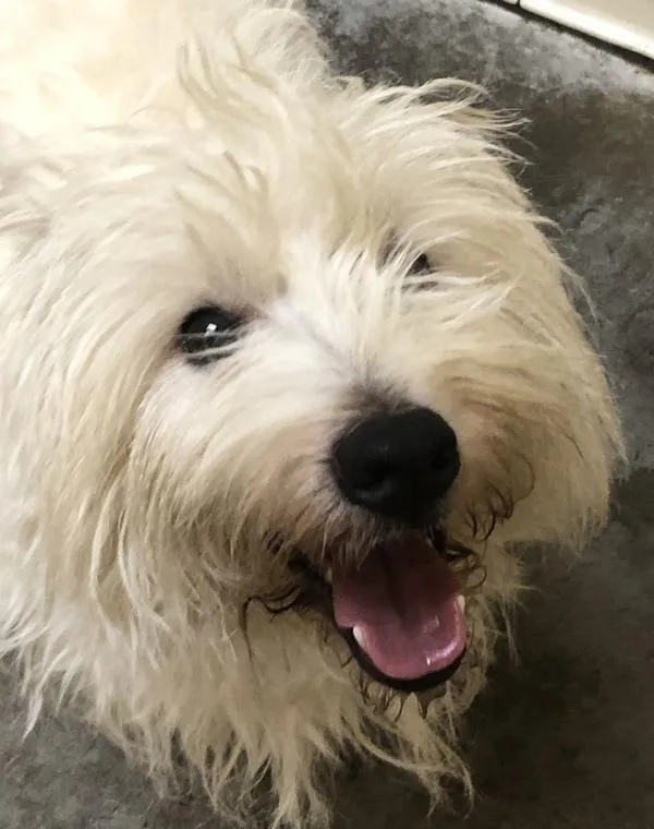 An adult small-sized male Mixed Breed dog named Royal for adoption in Spokane Valley, WA