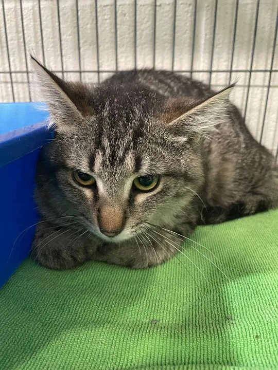 Lola Bunny thumbnail 2