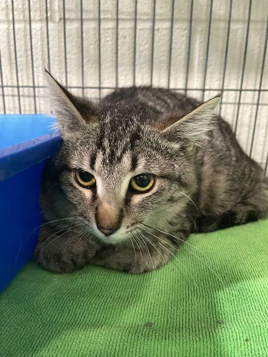 Lola Bunny thumbnail 3