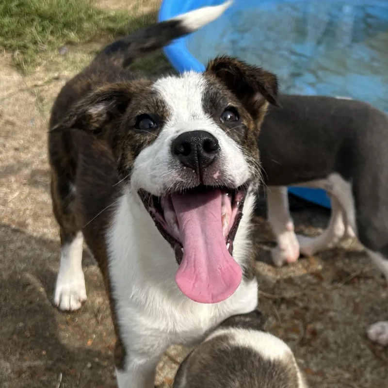 A baby small-sized female Brindle Labrador Retriever dog named Kate for adoption in West Point, MS