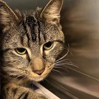 An adult small-sized male Brown / Chocolate Domestic Short Hair cat named Tuna for adoption in Springfield, MA