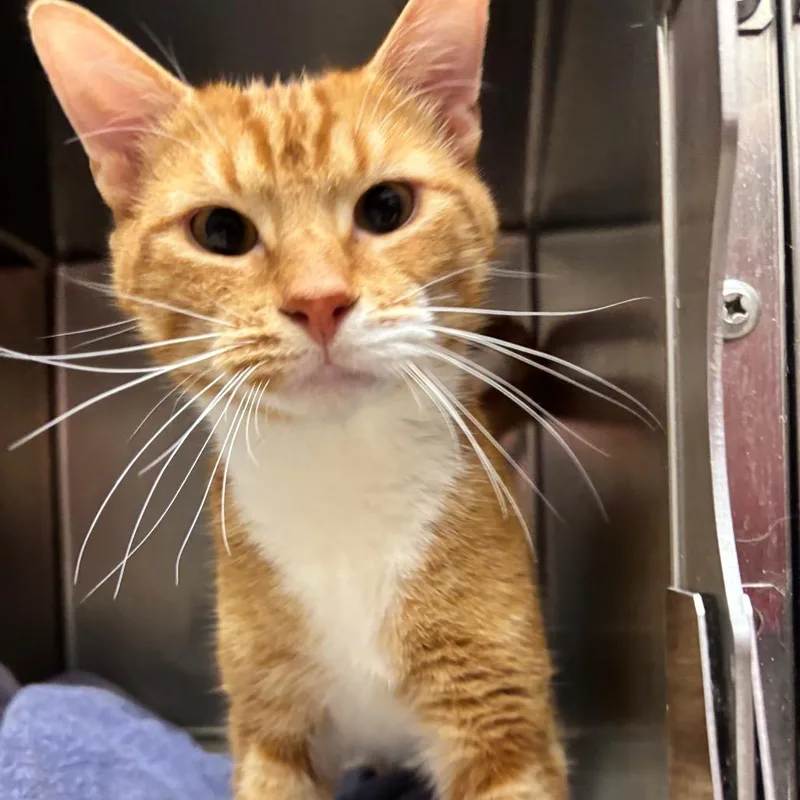 A young large-sized male Orange / Red Domestic Short Hair cat named Cheezit for adoption in Birmingham, AL