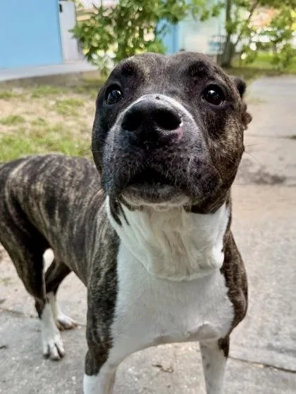 Atlas