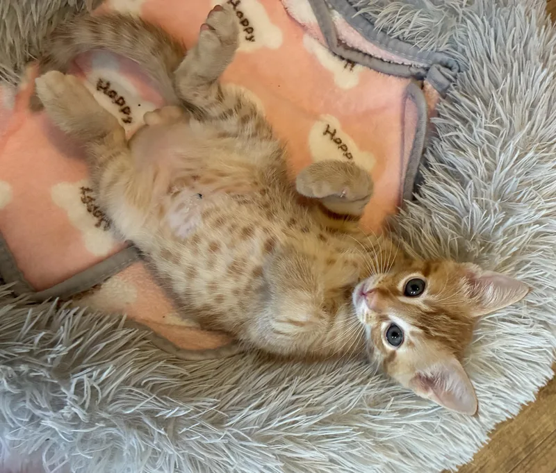 A young medium-sized female Tabby (Orange / Red) Domestic Short Hair cat named Ozymandias for adoption in Marietta, GA