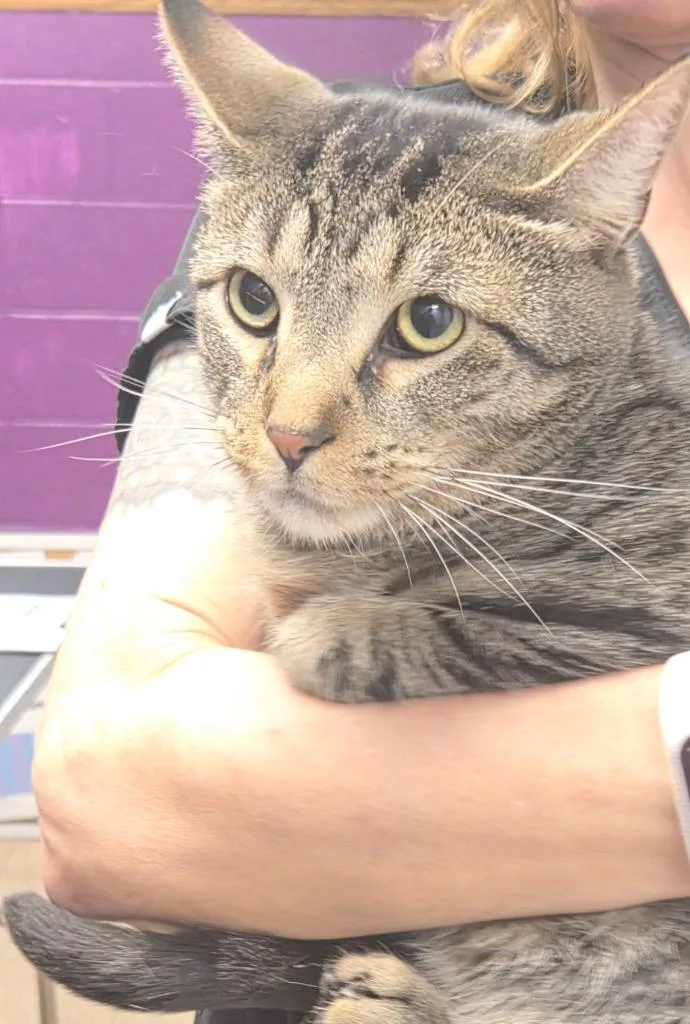 A young large-sized male Domestic Short Hair cat named Sam for adoption in Olean, NY